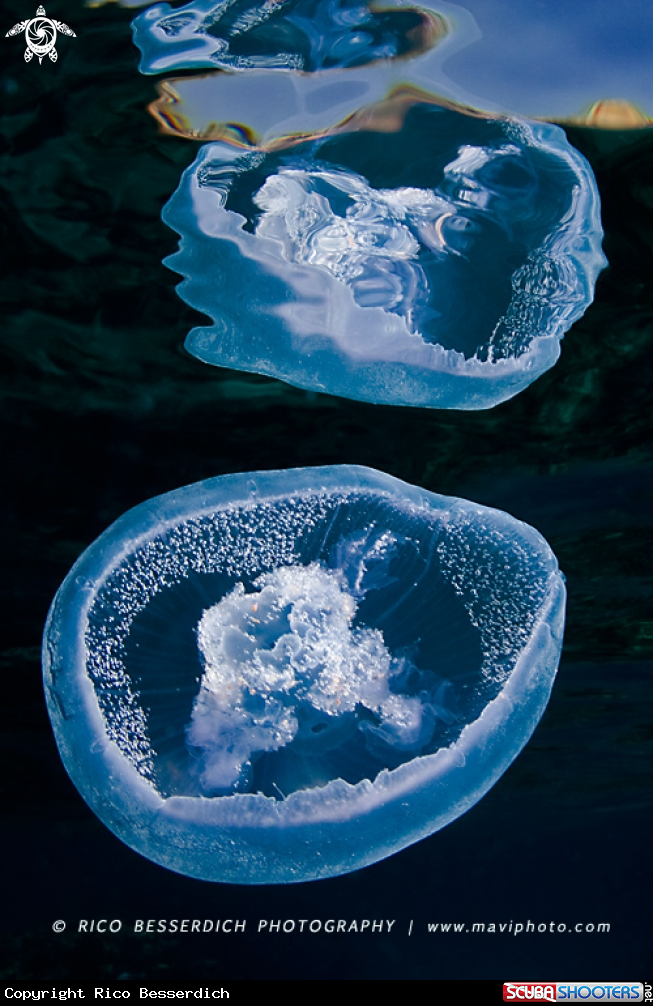 A Jellyfish