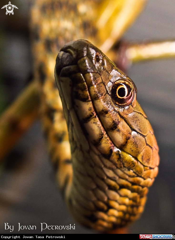 A Vodena zmija Ribarica / Water snake - Dice snake.
