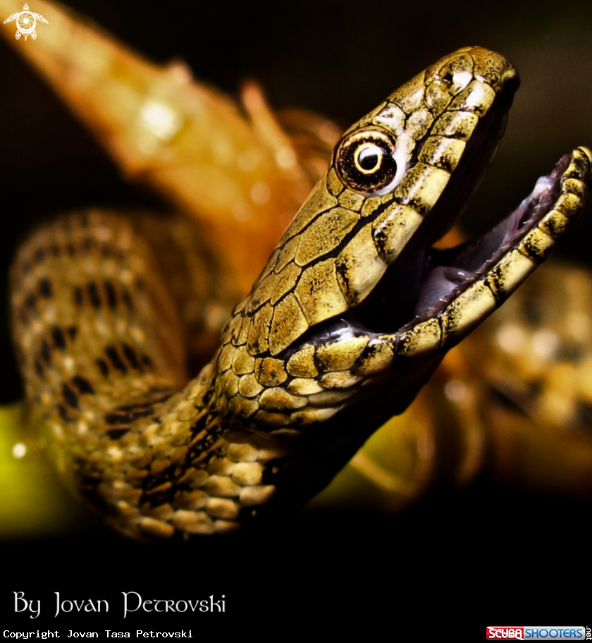 A Vodena zmija Ribarica / Water snake - Dice snake.