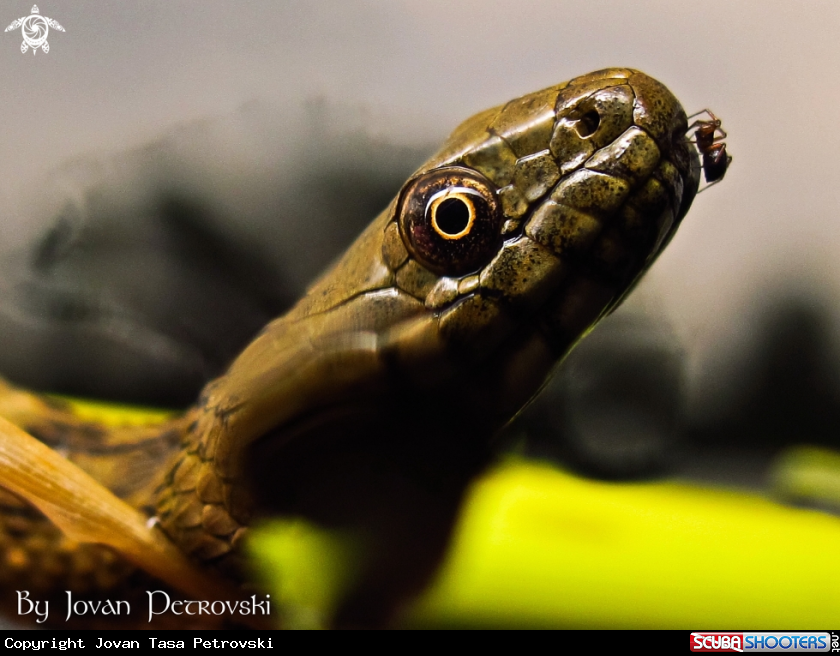A Vodena zmija Ribarica / Water snake - Dice snake.