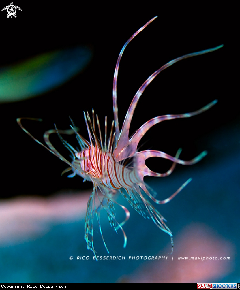 A Lionfish