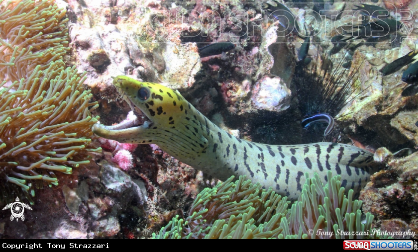 A Yellow-headed moray