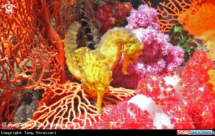 A Yellow Tiger-tailed seahorse