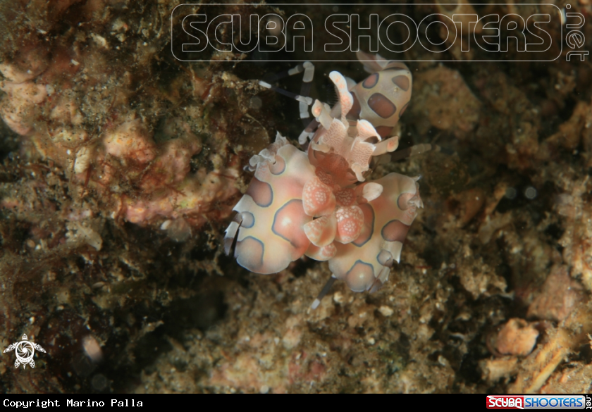 A Harlequin Shrimp