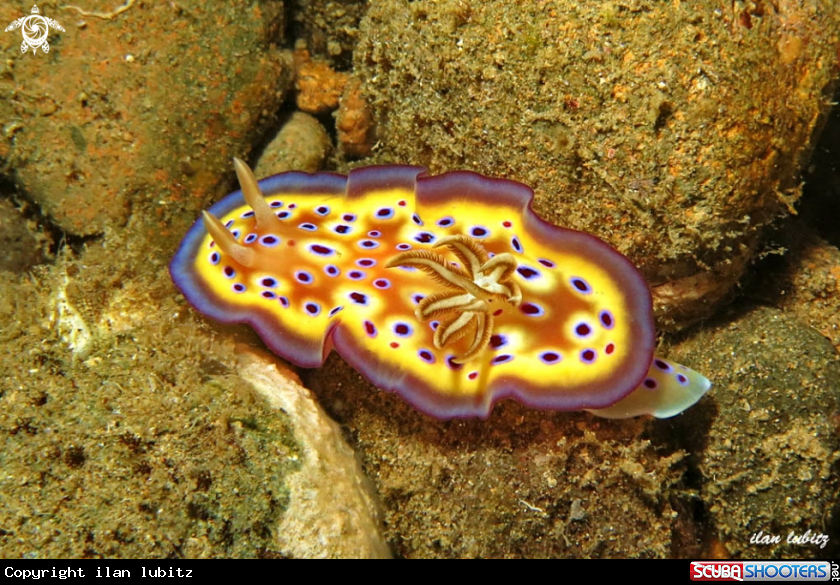A nudibranch