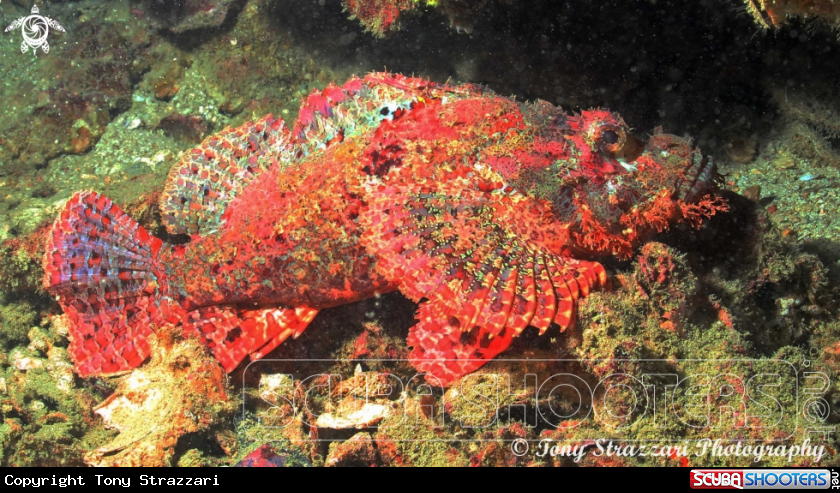 A Painted Scorpionfish