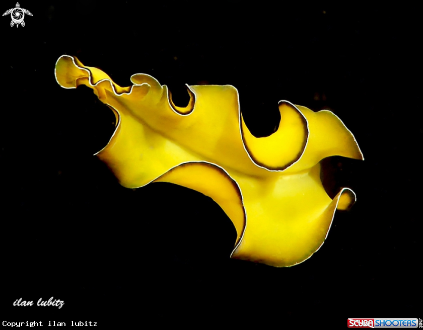 A flatworm