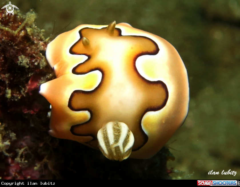 A nudibranch