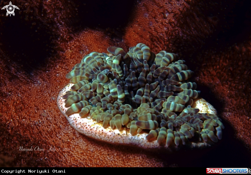 A anemone