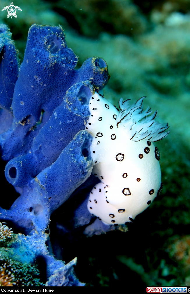 A Nudi Branch