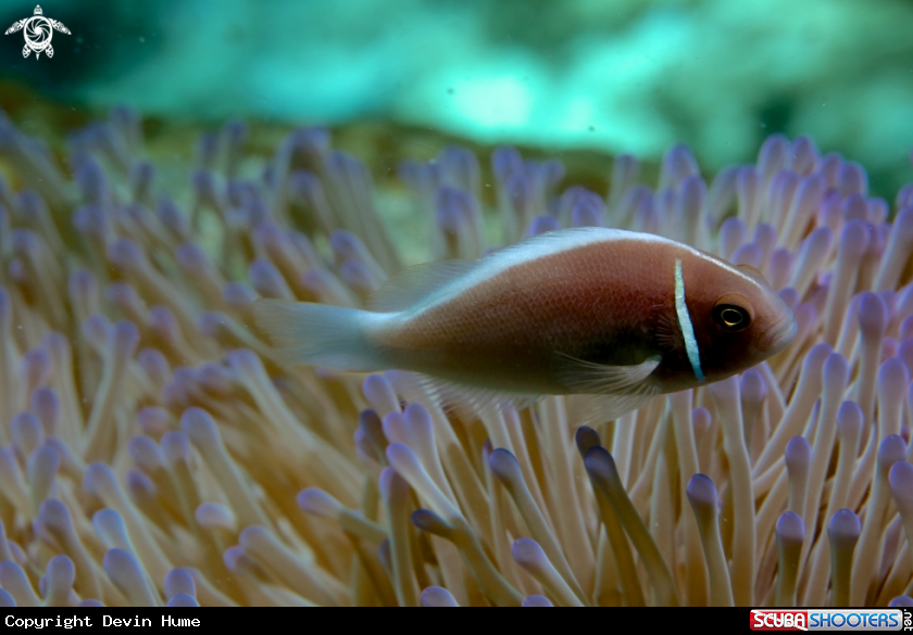 A Nemo Fish
