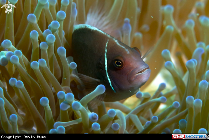 A Nemo Fish