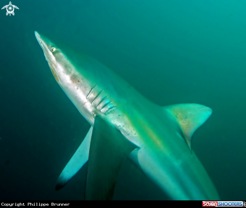 A Dusky shark