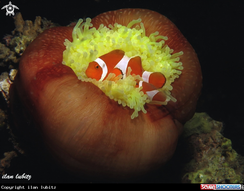 A Anemone