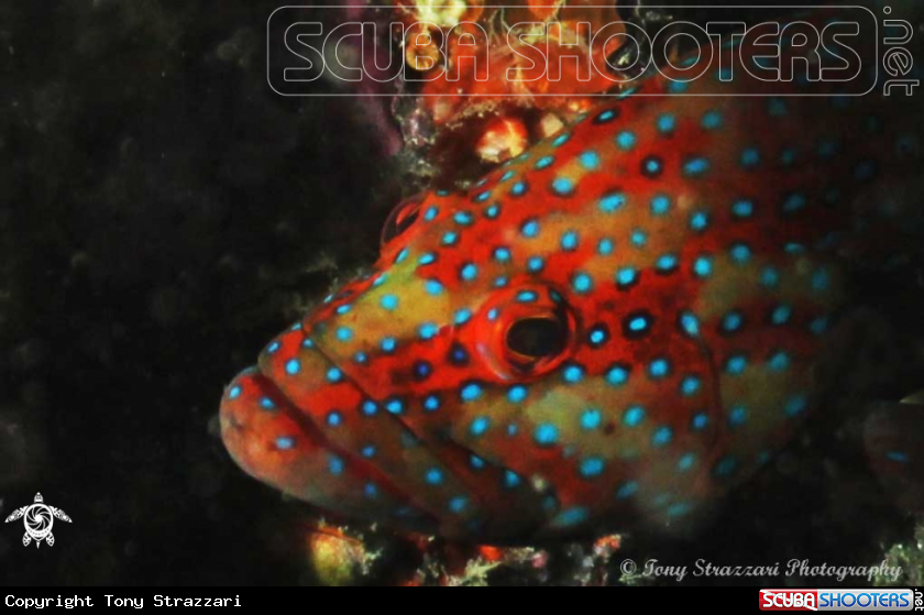A Coral cod