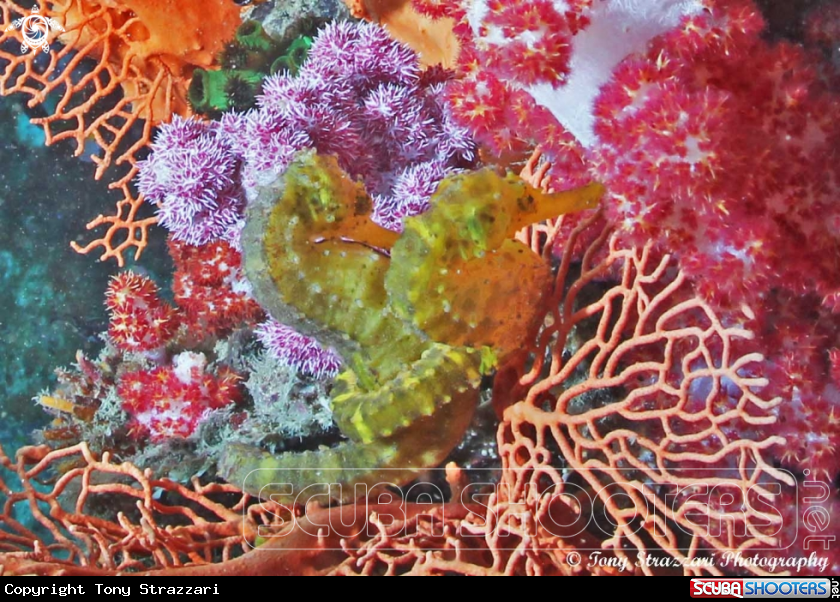 A Yellow Tiger-tailed seahorse