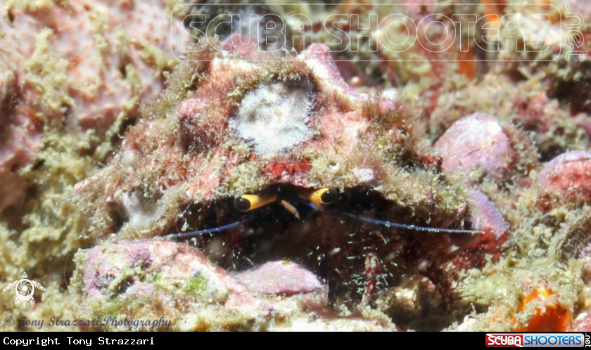 A Hermit crab