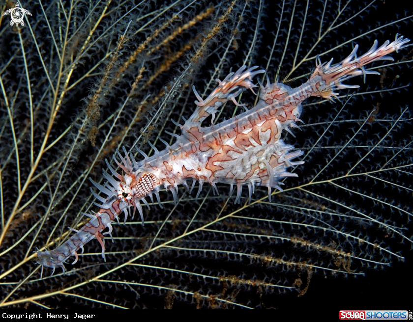 A Ornate Harlequin Ghostpipefish