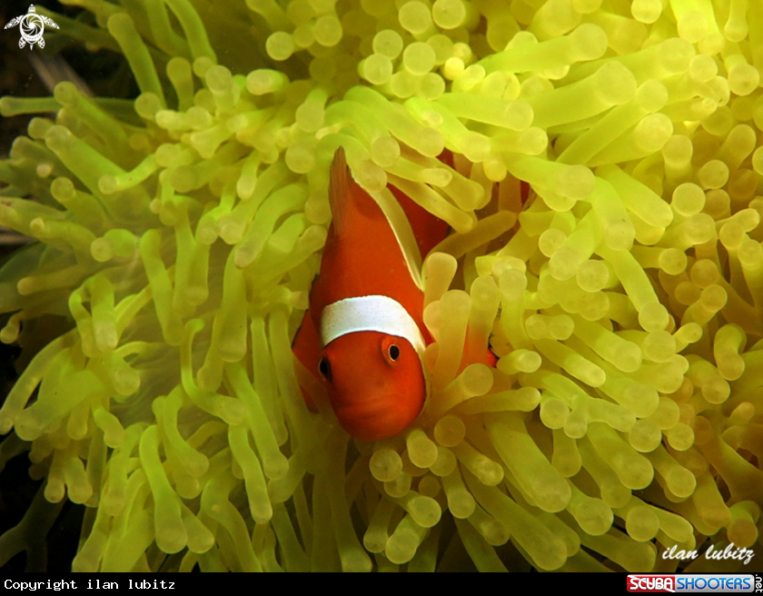 A Anemone