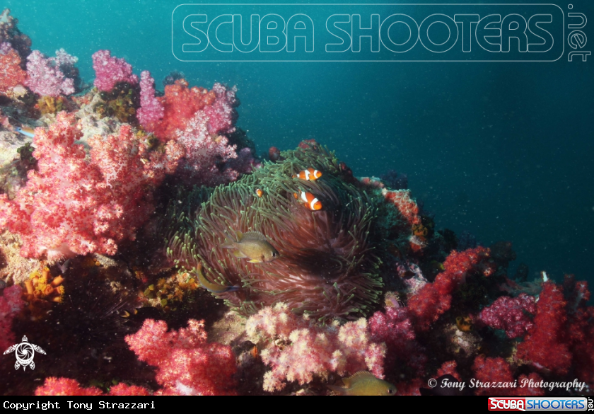 A soft coral