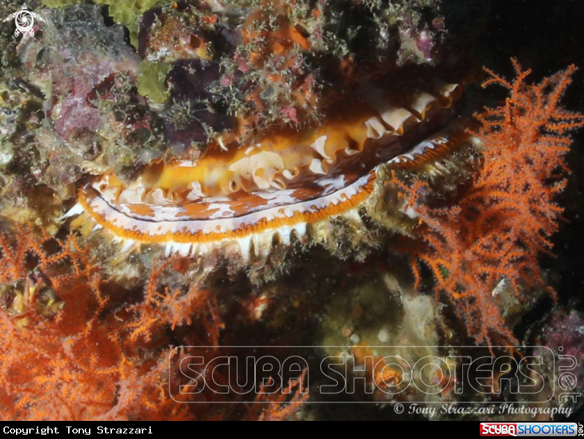 A Variable Thorny Oyster
