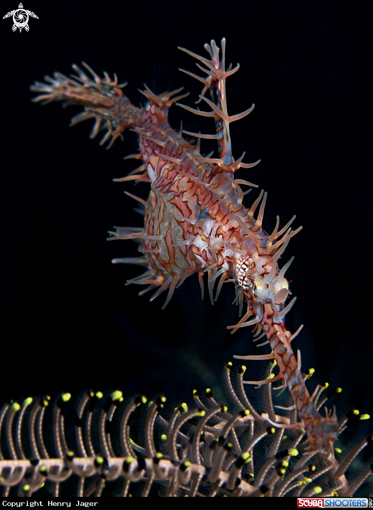 A Ornate Harlequin Ghostpipefish
