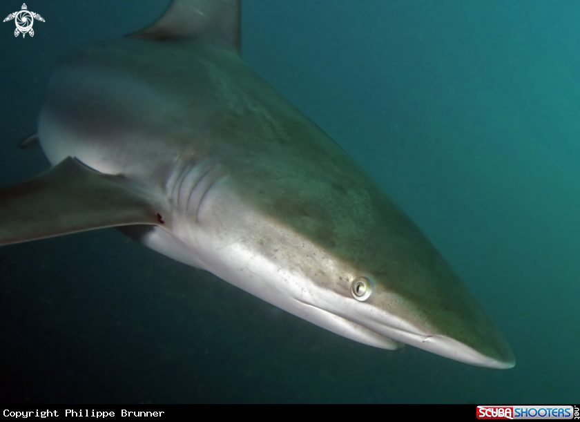 A Dusky shark