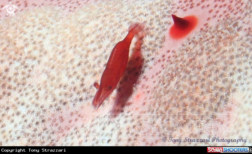A Commensal shrimp/ Chinese pincushion