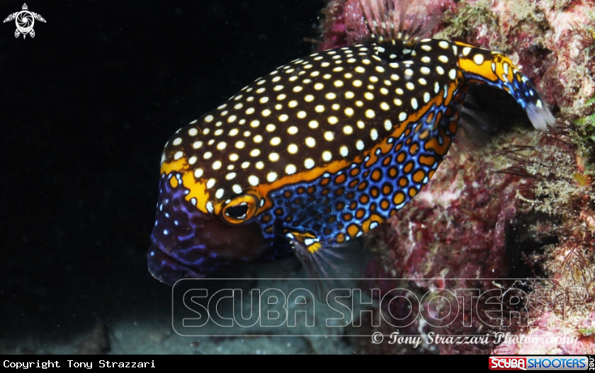 A Spotted Boxfish