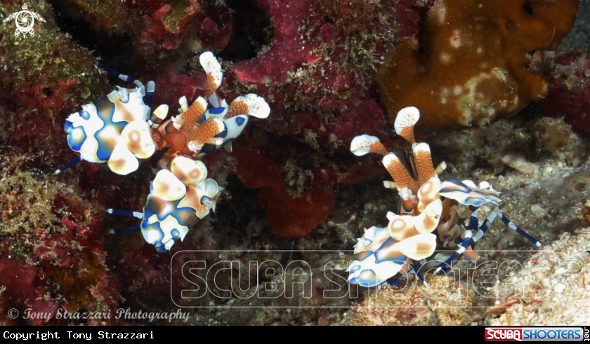 A Harlequin shrimp