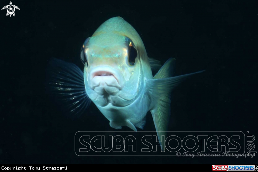 A Indian snapper