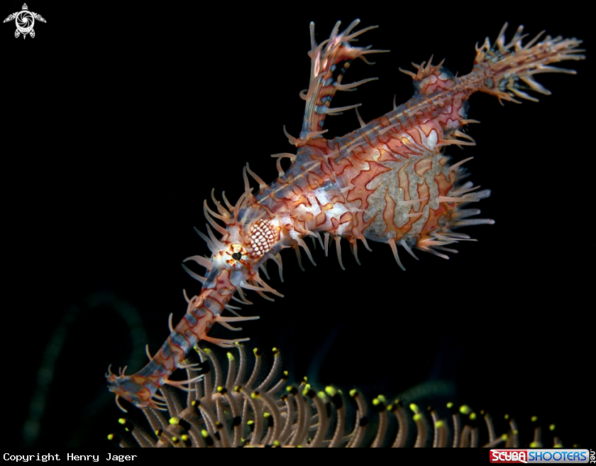 A Ornate Harlequin Ghostpipefish