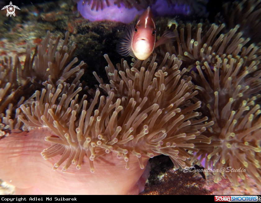 A Anemonefish
