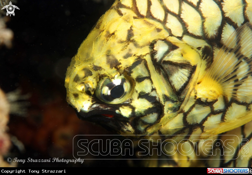 A Pineapplefish