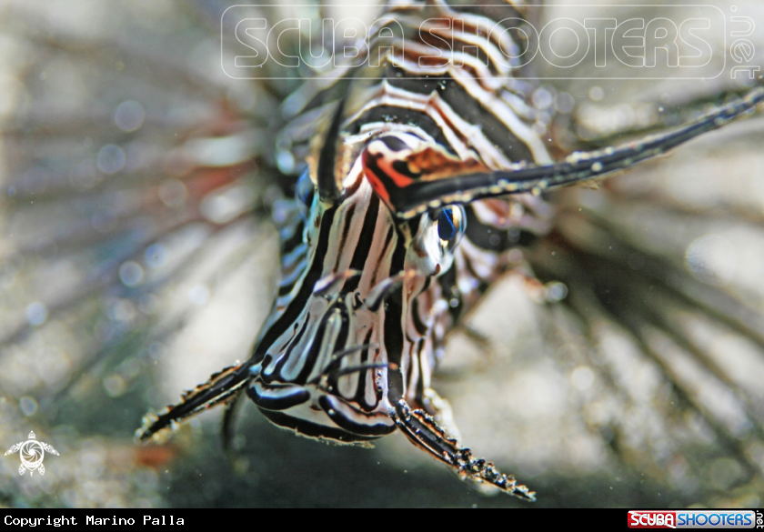 A Lion Fish