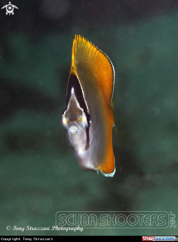 A Dusky Butterflyfish