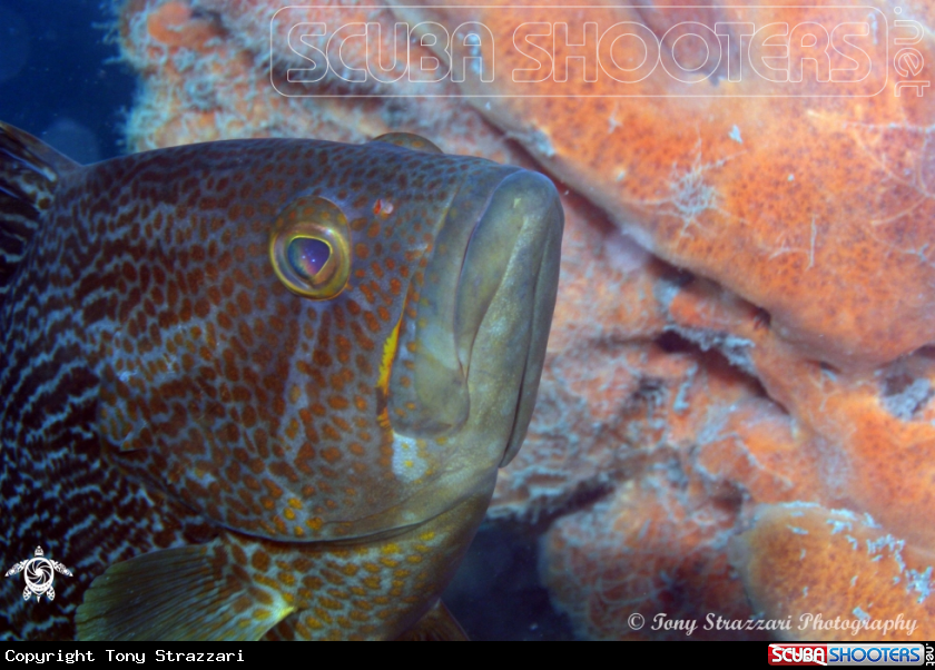 A Maori Cod