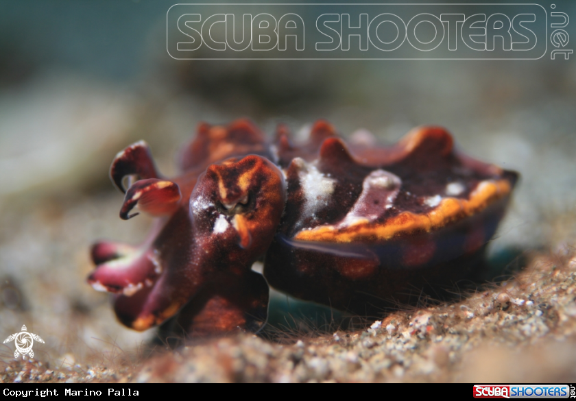 A Flamboyant Cuttlefish