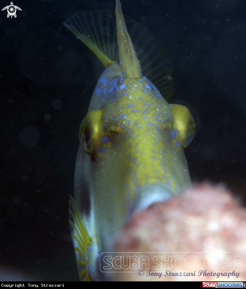A Yellow Finned Leatherjacket