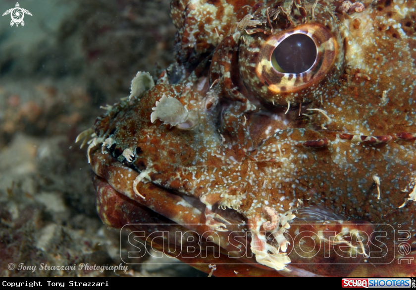 A Red rock cod