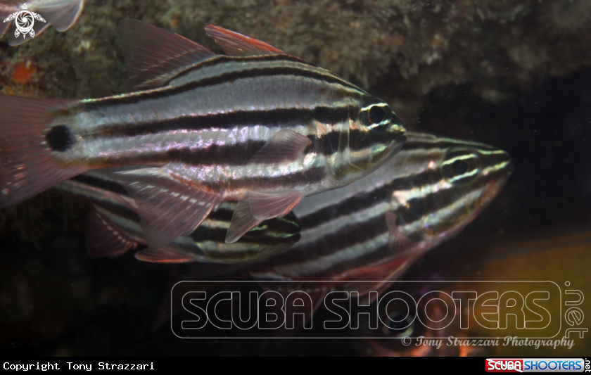 A Sydney Cardinalfish