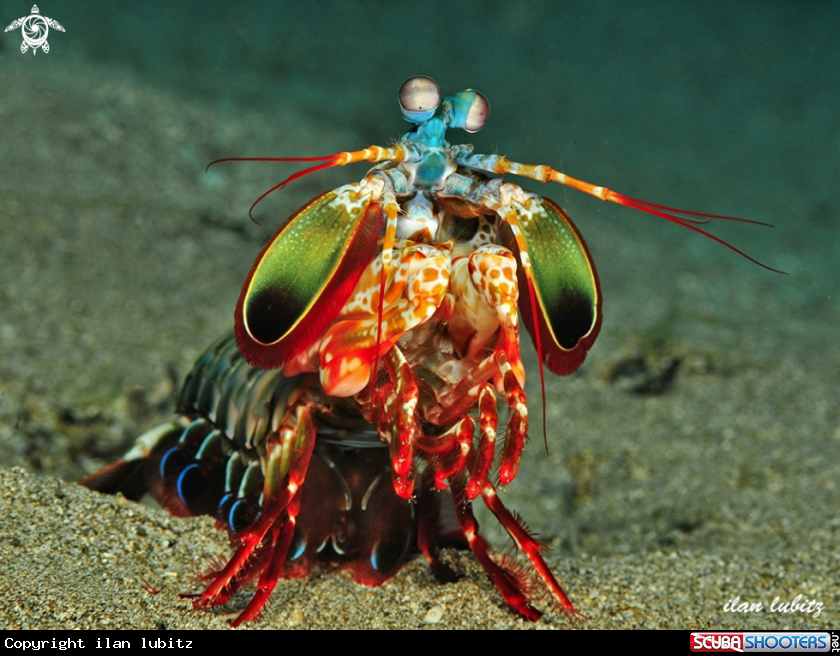 A Mantis Shrimp
