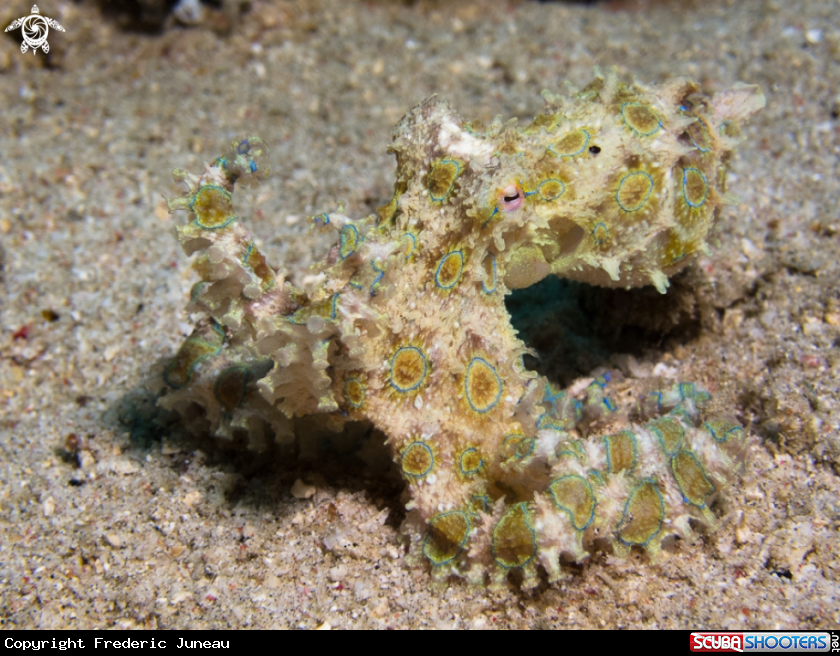 A Blue Ring Octopus