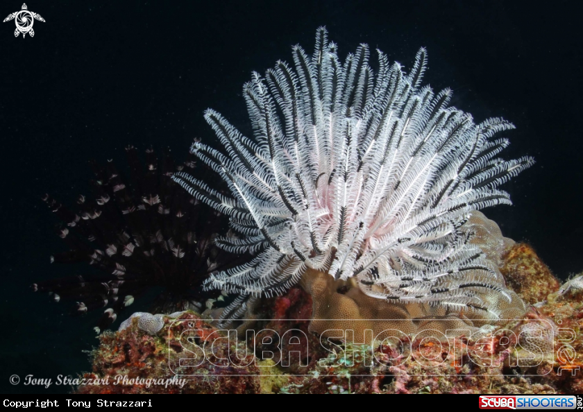 A Feather star