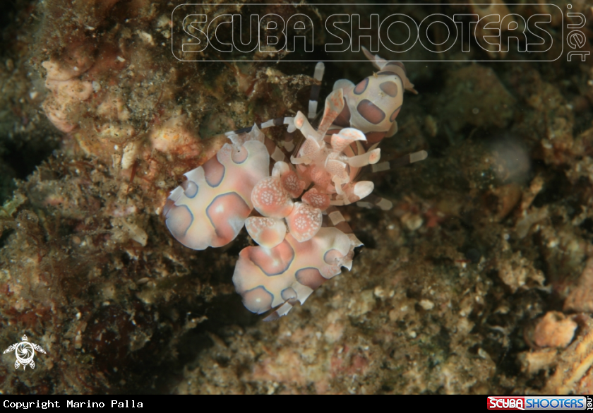 A Harlequin shrimp