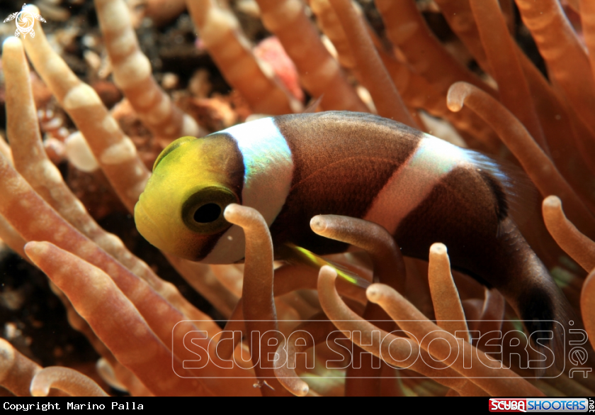 A Juvenile Clown Fish