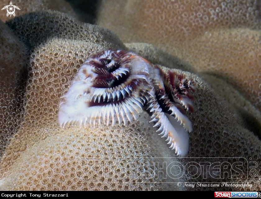 A Christmas tree worms