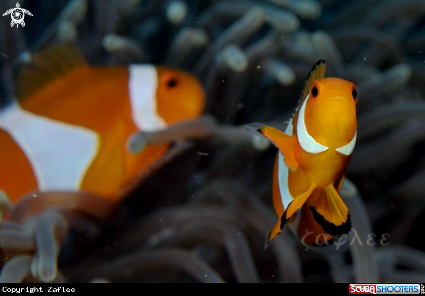A Clownfish