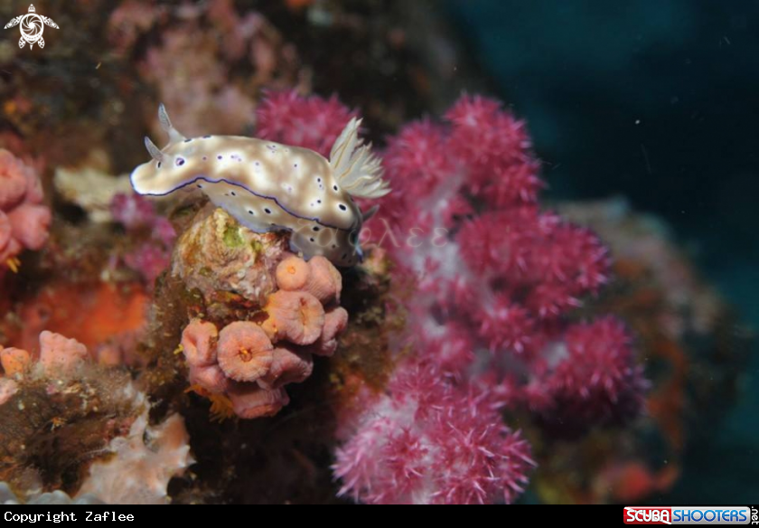 A Nudibranch