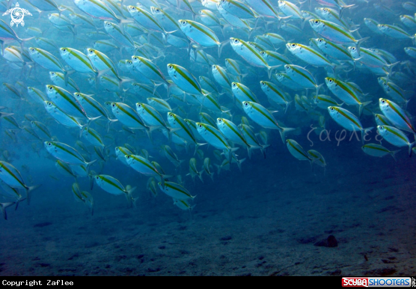 A School of fish